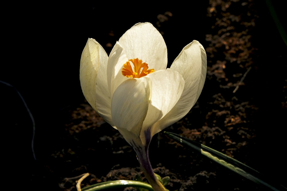 White Crocus