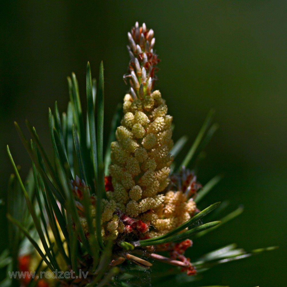 Priežu vīrišķais čiekurs