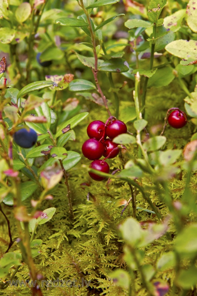 Ripe lingonberries