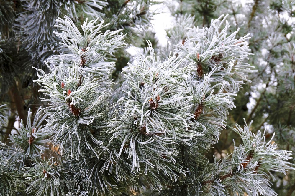 Frosted Dwarf Mountainpine Branch