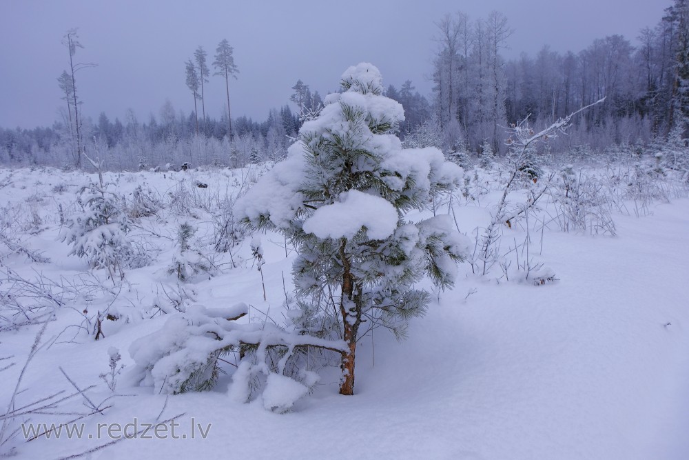 Snowy Pine