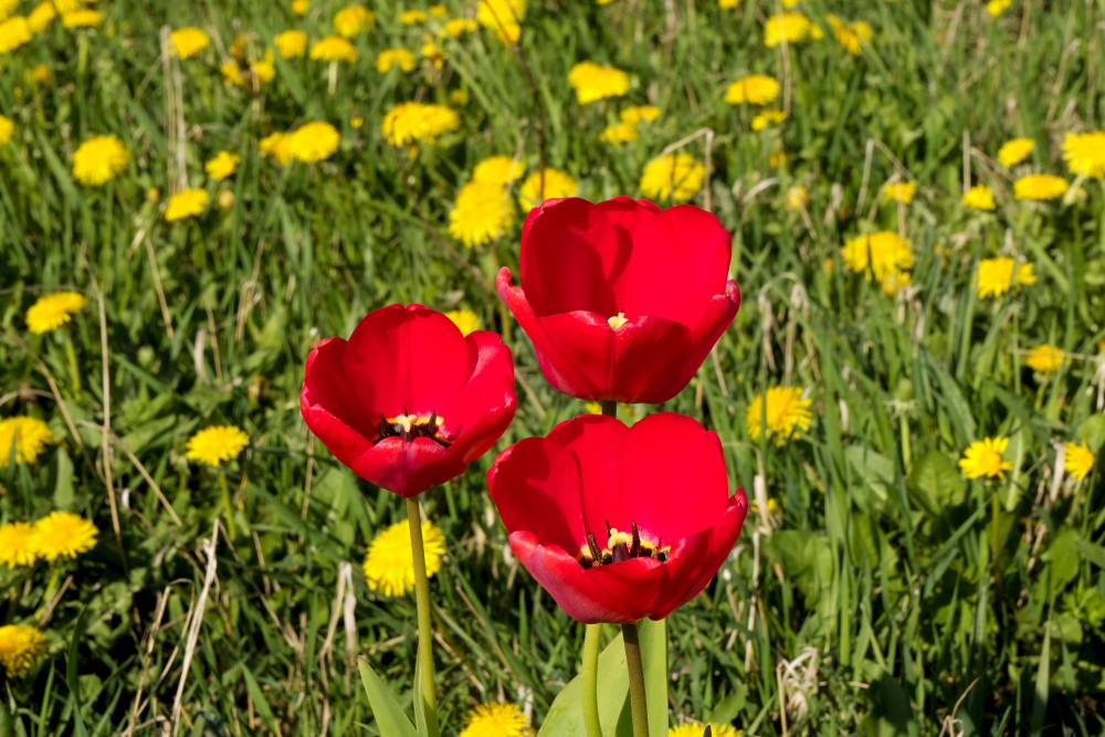 Tulpes pieneņu laukā