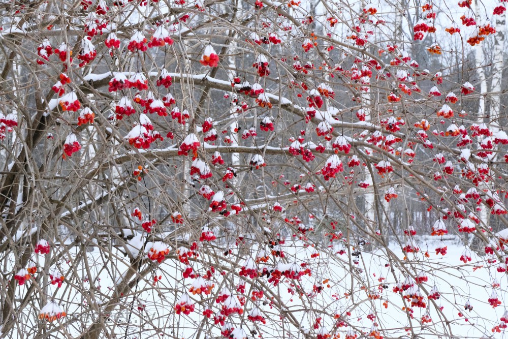 Snow-covered Guelder Rose Fruits