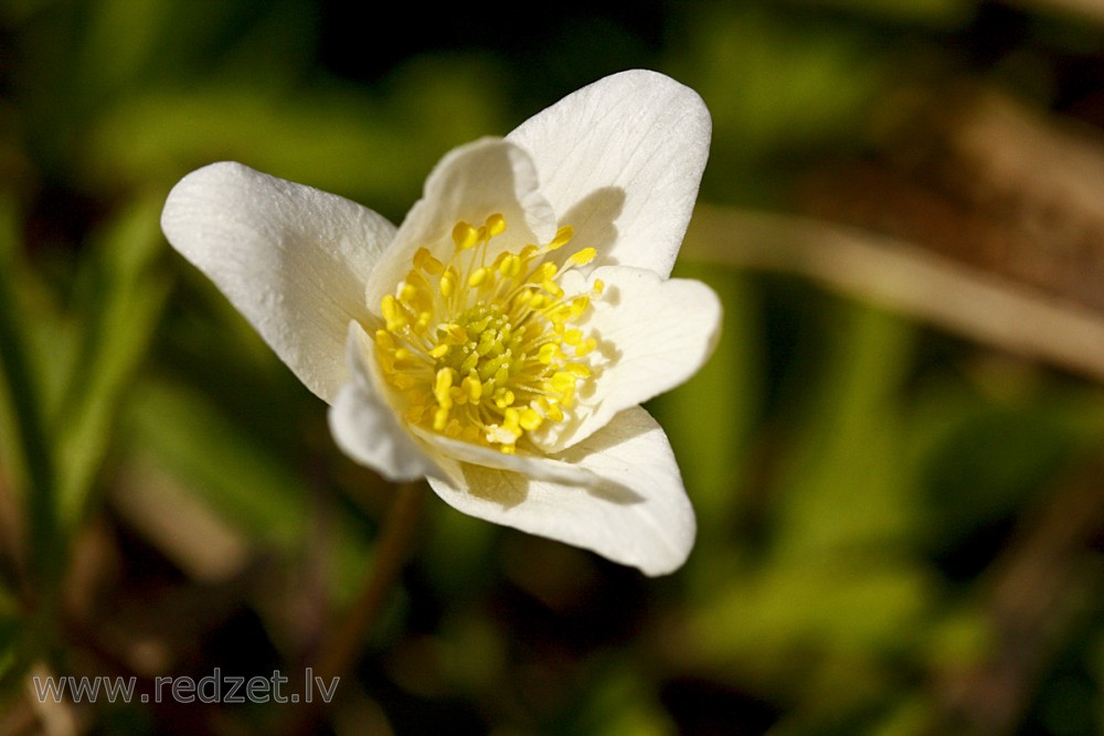Close-up Of Anemone nemorosa