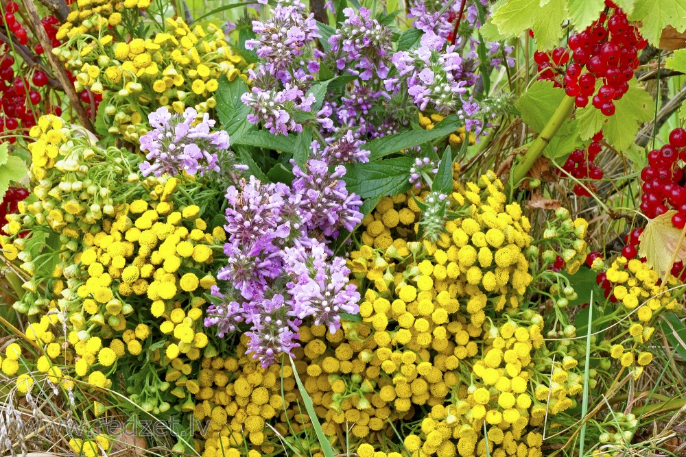 Tansy and marsh woundwort bouquet in redcurrant bush