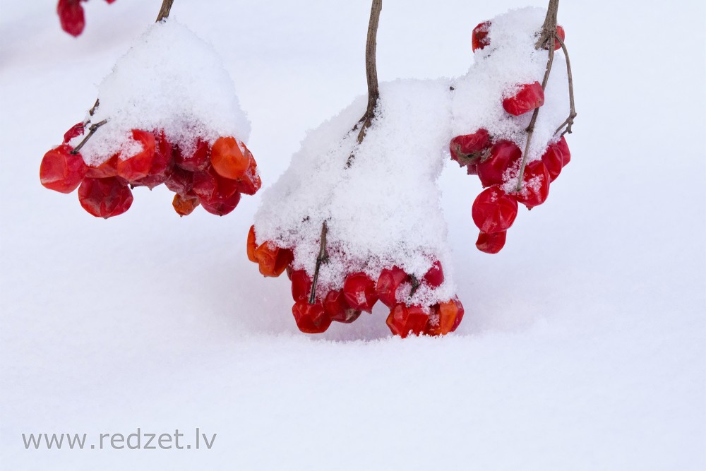 Snow-covered Guelder Rose Fruits