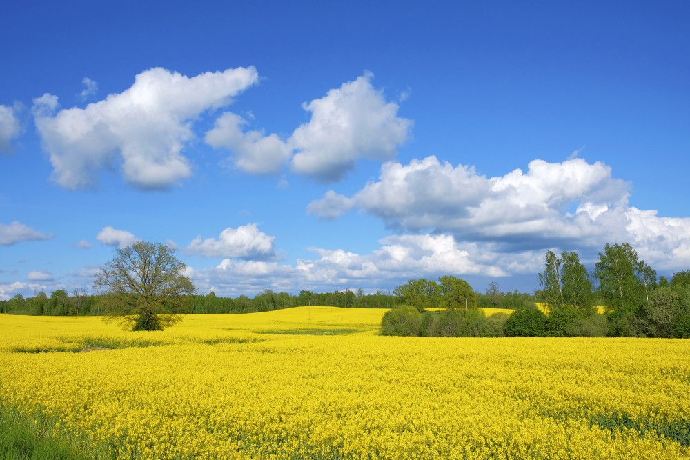 Landscape with Rapeseed Field, Cloudy Sky