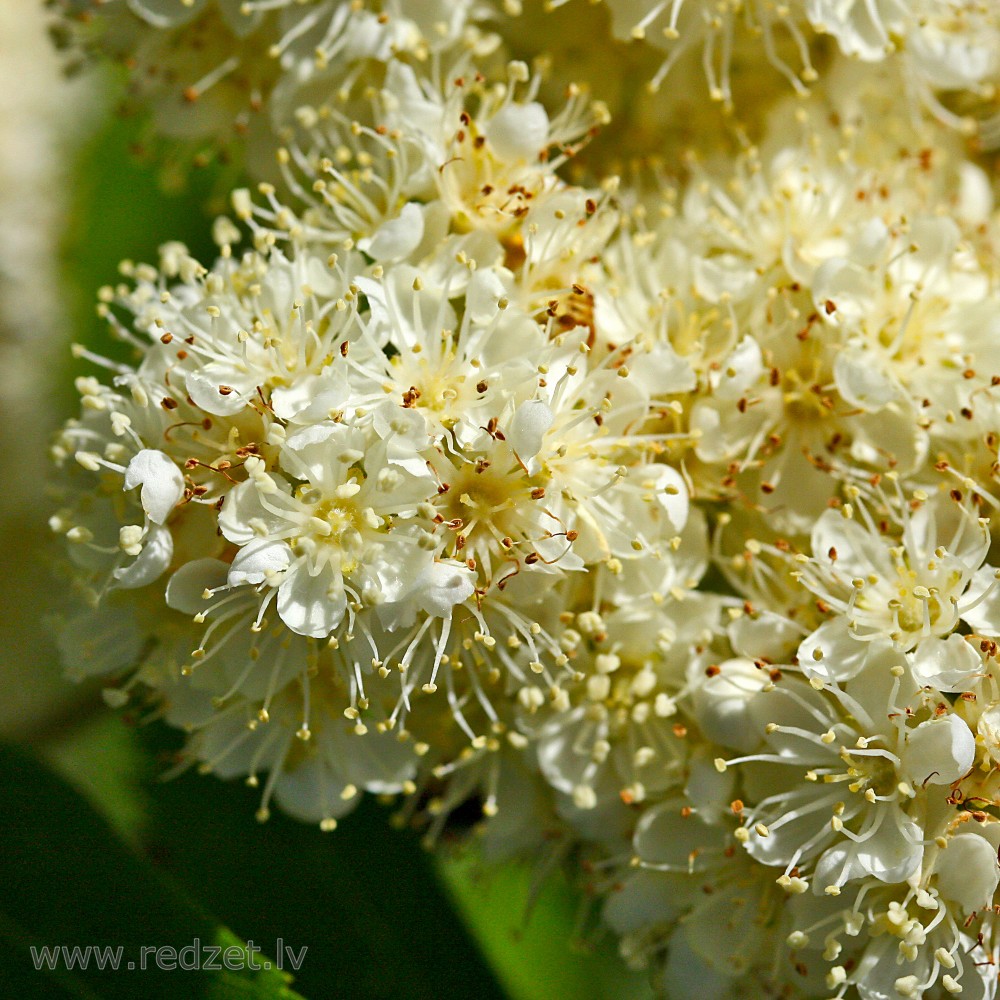 Parastā pīlādža ziedi