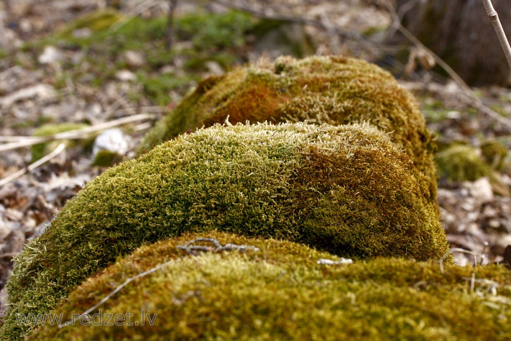 Ar ķērpjiem apauguši akmeņi