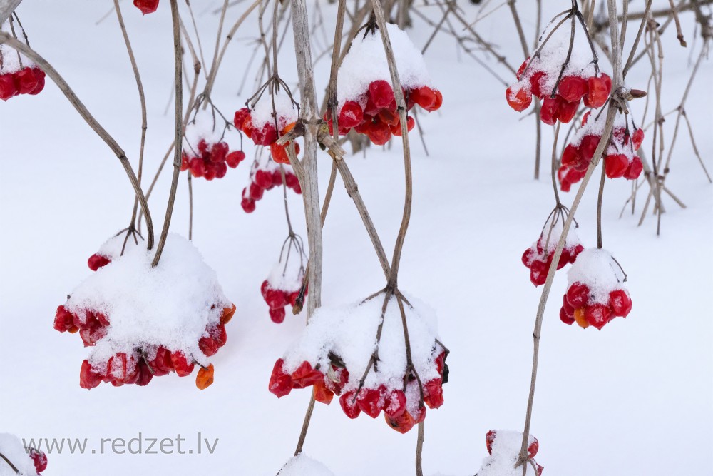 Snow-covered Guelder Rose Flowers