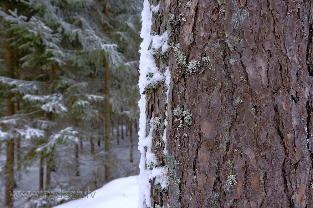 Pine Tree Trunk in Winter