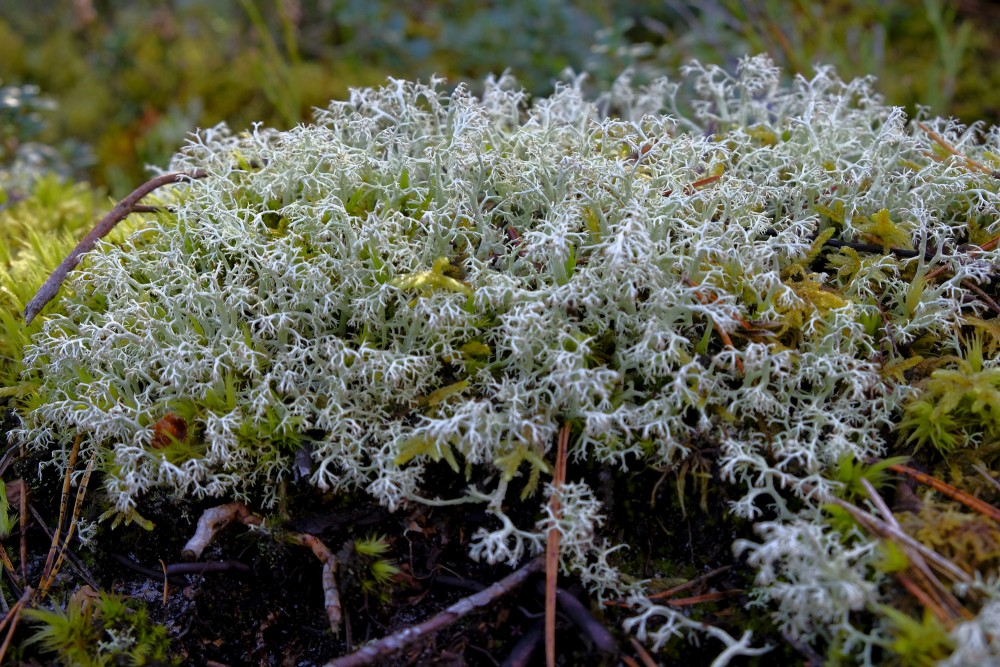 Cladonia