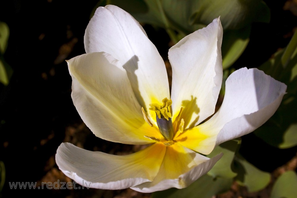 Tulpes