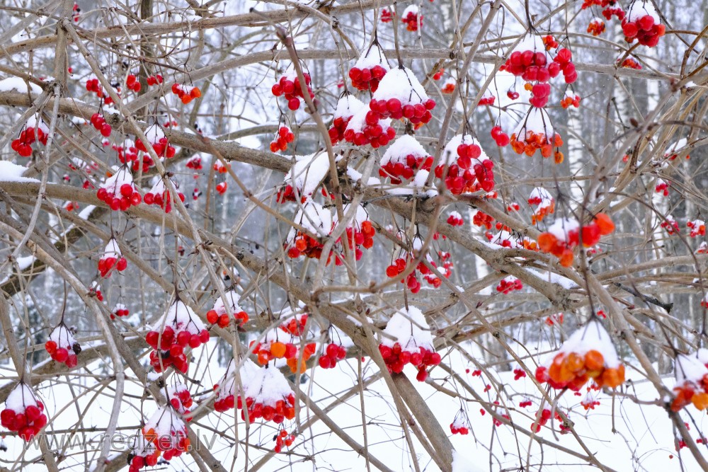 Snow-covered Guelder Rose Fruits