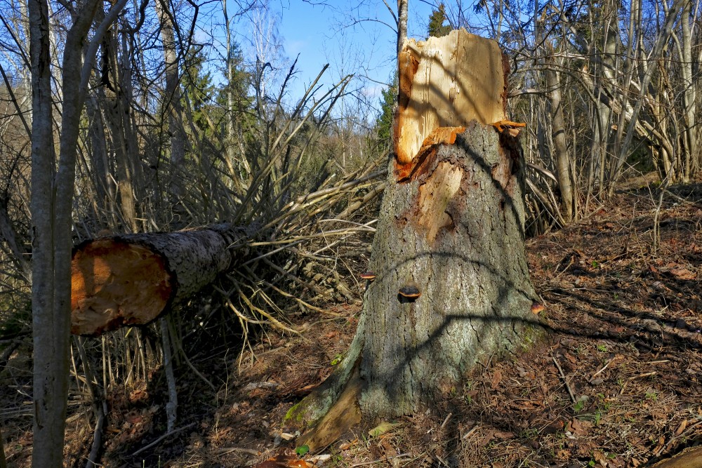 Spruce Felled By Wind