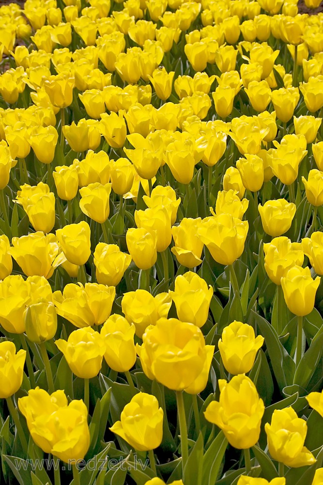 Tulpes