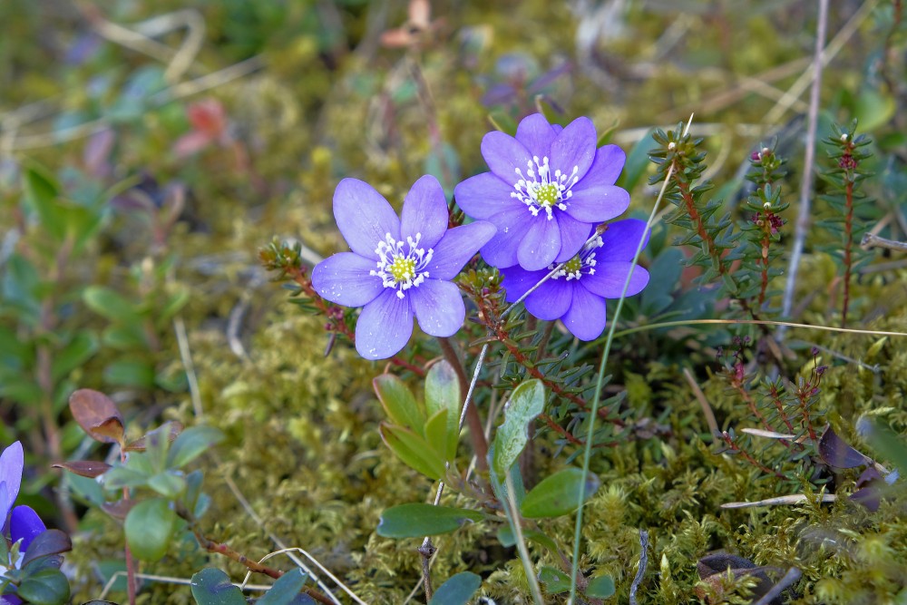 Zilās vizbulītes ziedi meža sūnās Zilās vizbulītes ziedi meža sūnās