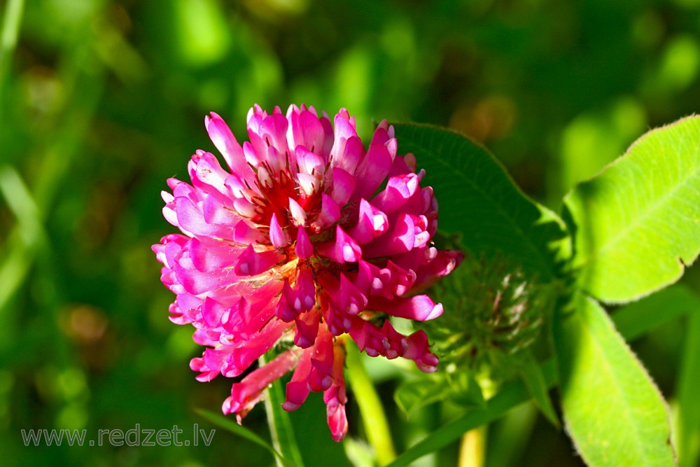 Close up of Red Clover