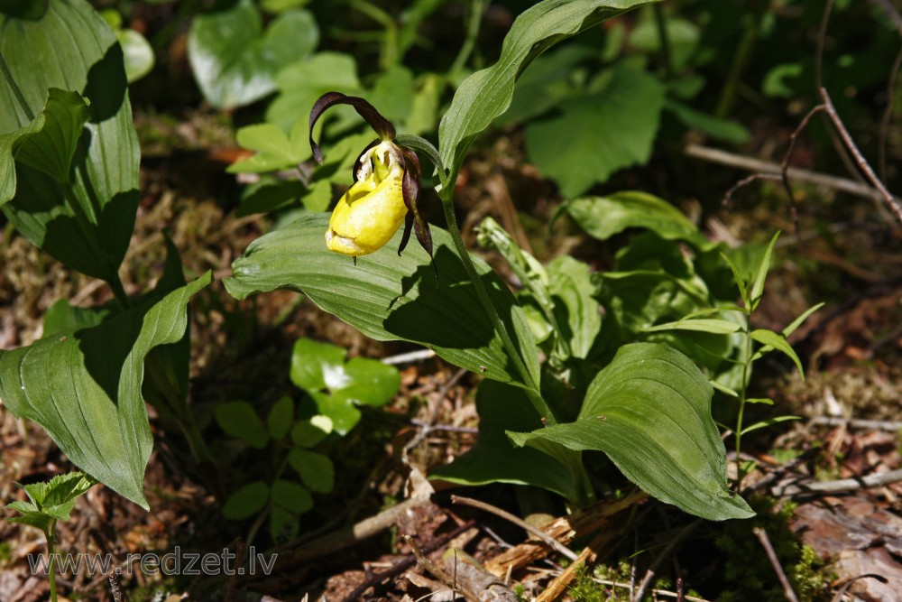 Dzeltenā dzegužkurpīte Dzeltenā dzegužkurpīte