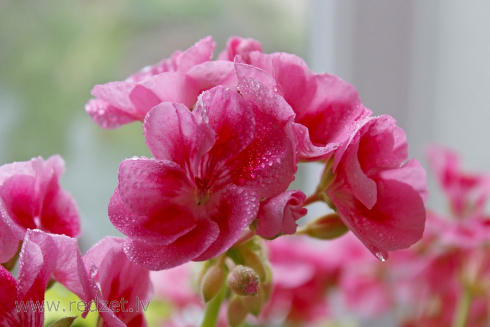 Aprasojuši Pelargonijas ziedi