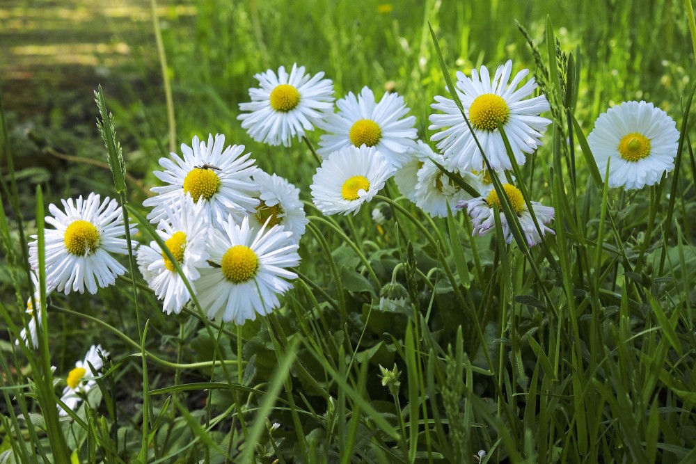 Mārpuķītes Mārpuķītes