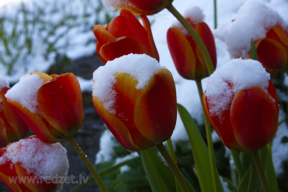 Snow Covered Tulips