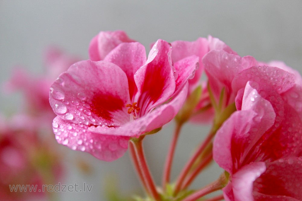 Aprasojis Pelargonijas zieds