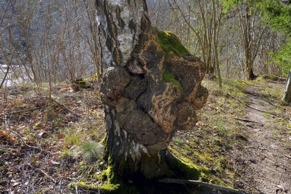 Liels māzers uz bērza stumbra