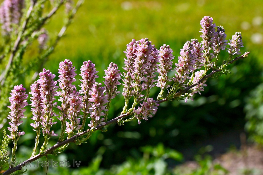 Ziedošs Mirikārija krūms Ziedošs Mirikārija krūms
