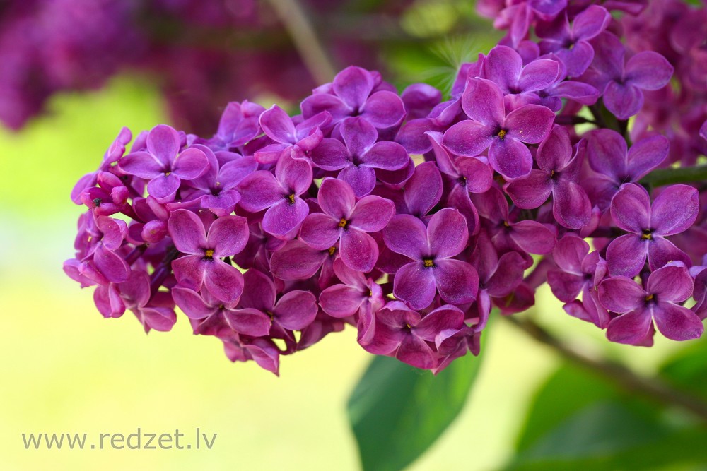 Syringa vulgaris Flowers