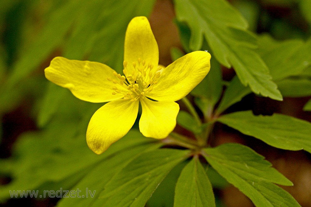 Yellow anemone Flower