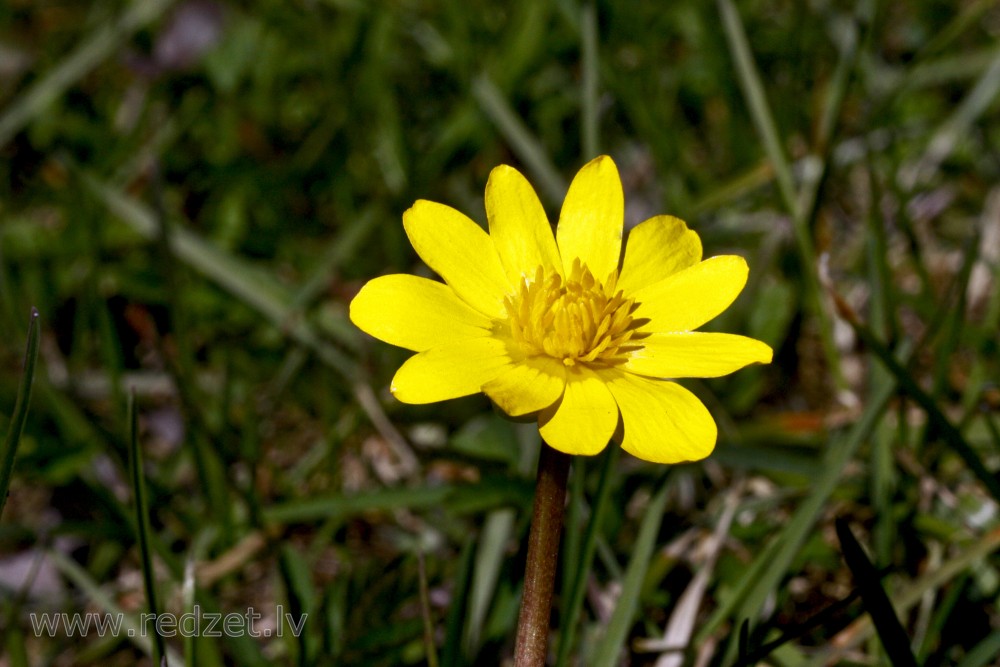 Lesser celandine or Pilewort