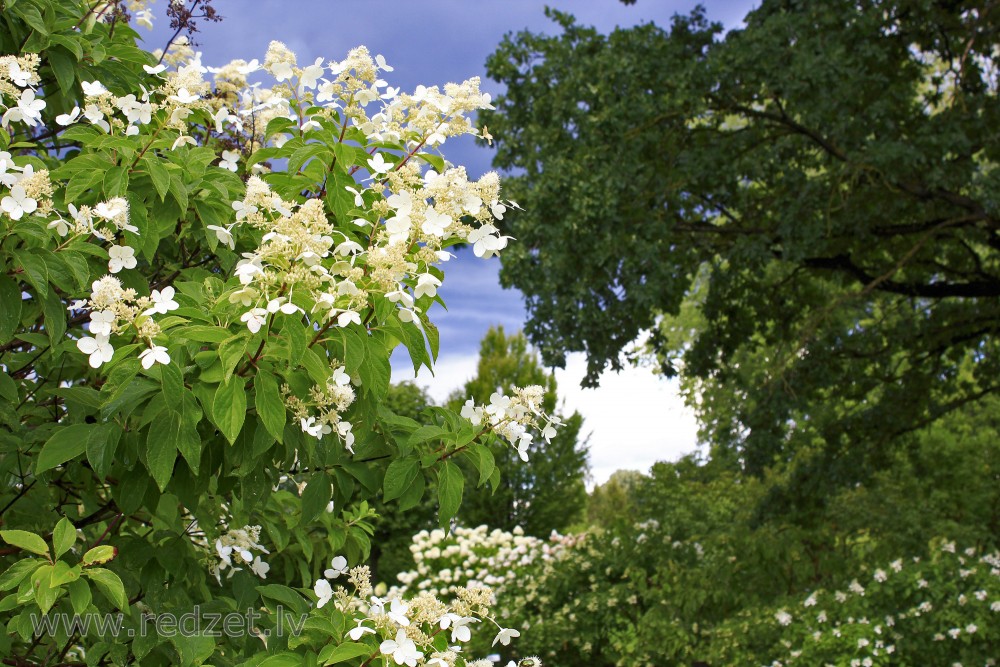 Panicled Hydrangea 'Kyushu'