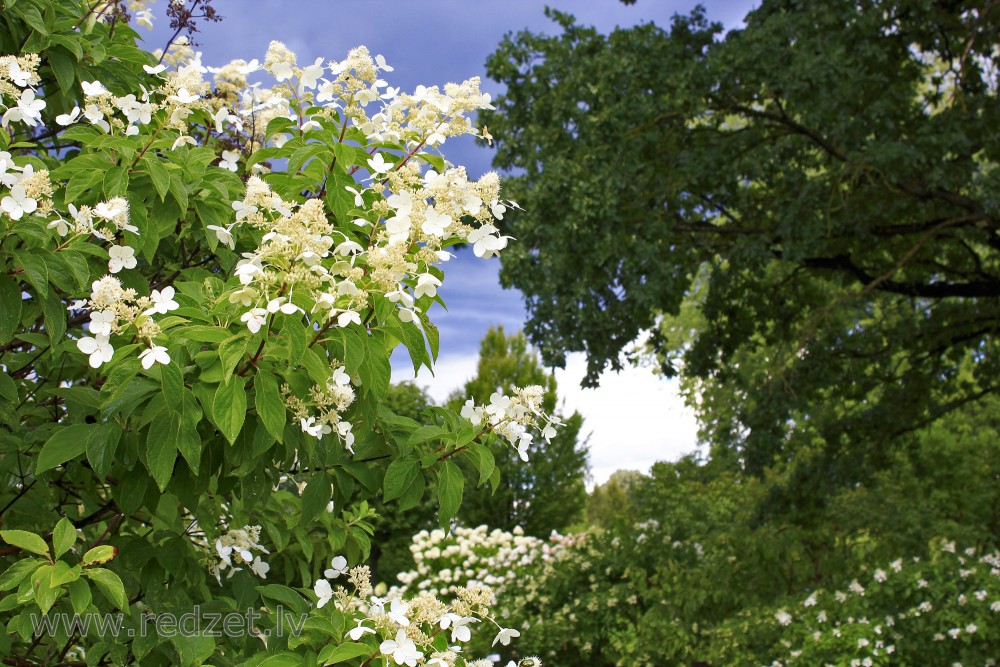 Skarainā hortenzija (Hydrangea paniculata 'Kyushu')