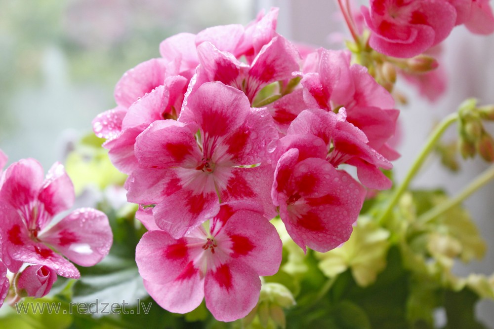 Pelargonijas ziedi