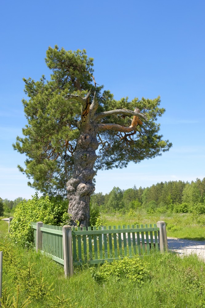 Kalnabrantu Vilkaču priede