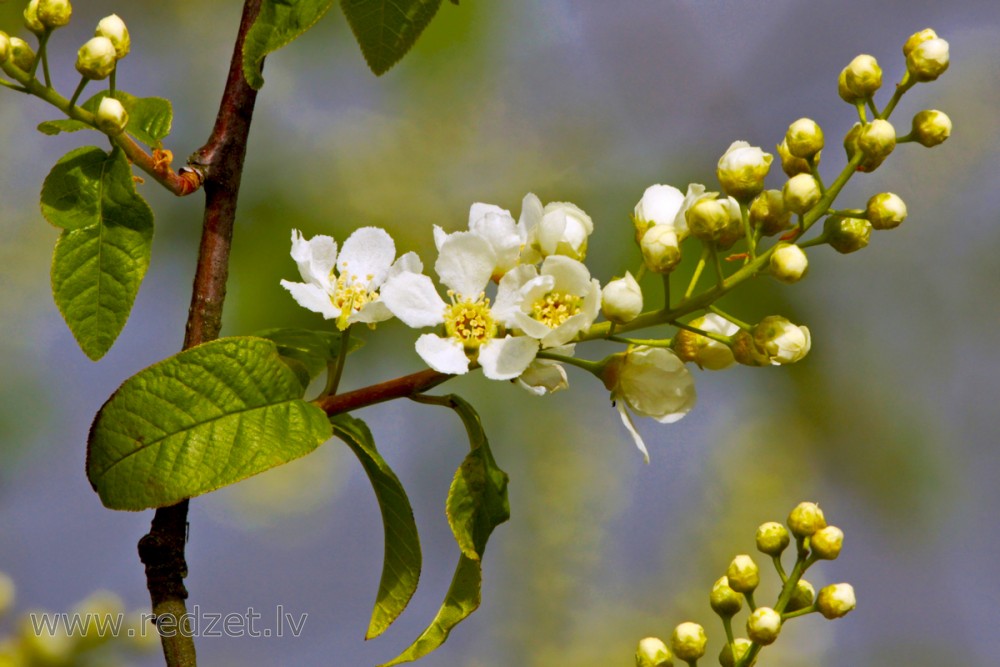 Prunus padus Flowers