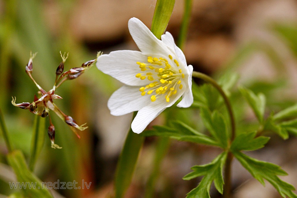 Close-up Of Wood anemone