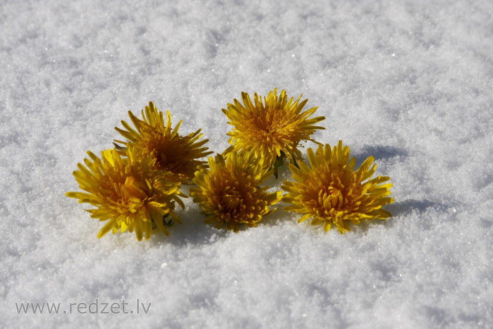 Dandelion Flowers In The Snow 