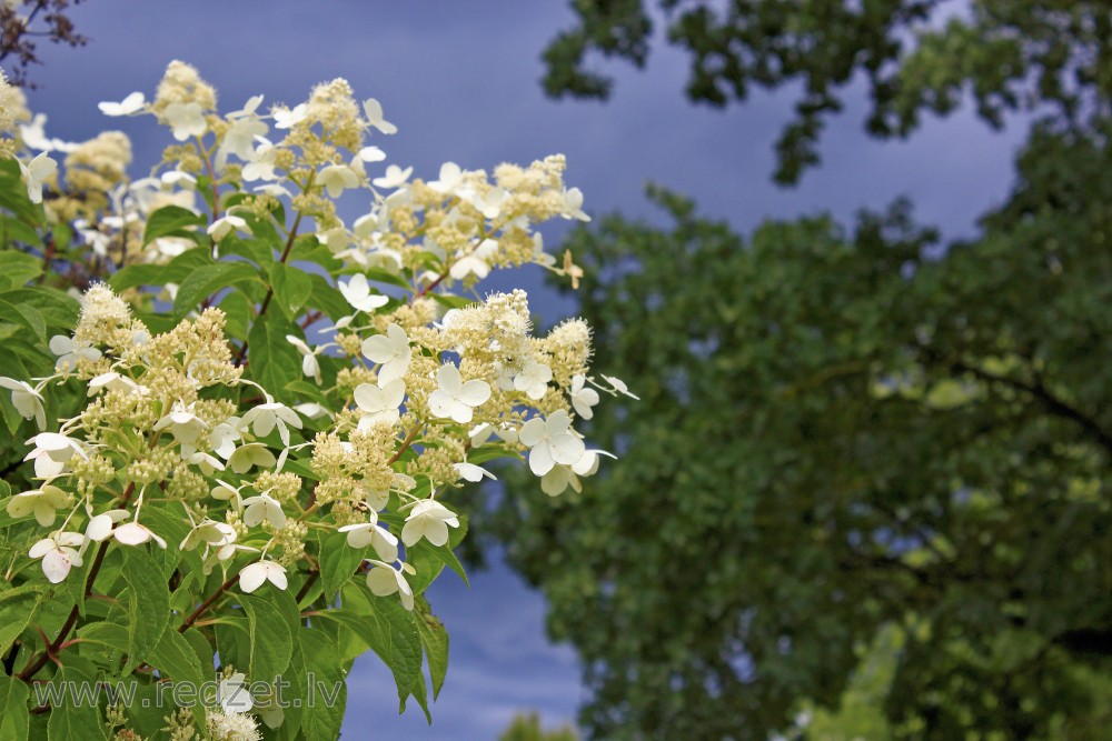 Skarainā hortenzija (Hydrangea paniculata 'Kyushu')