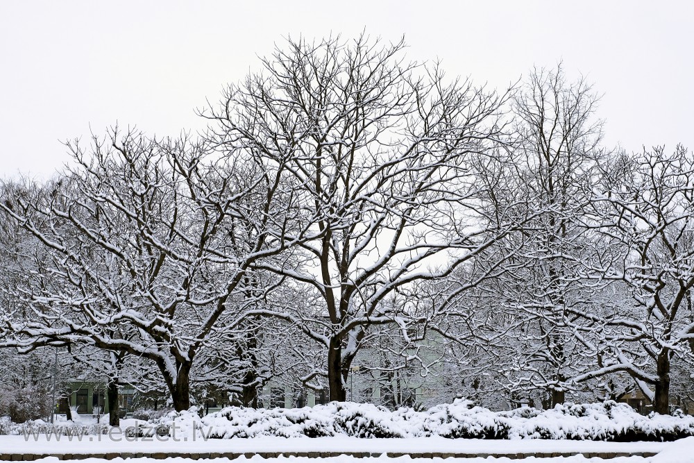 Snow-covered trees at Duke Jacob's Square in Jelgava