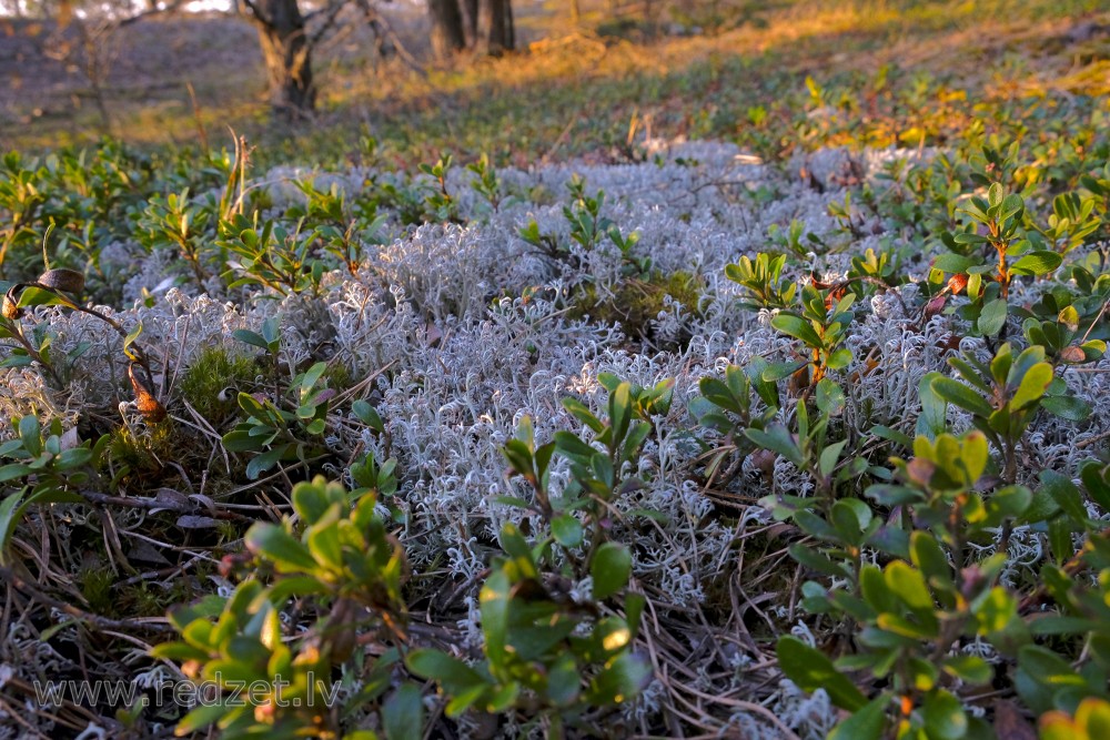 Lichens  and Lingonberry