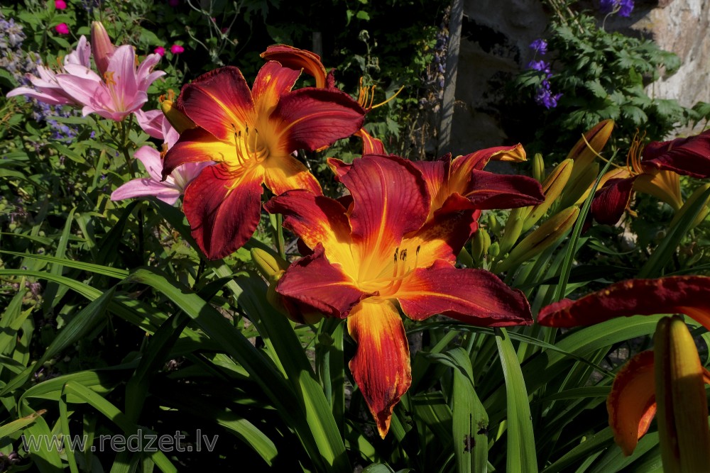 Blooming daylily
