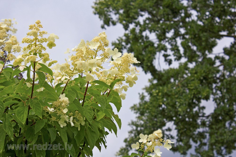 Panicled Hydrangea 'Kyushu'