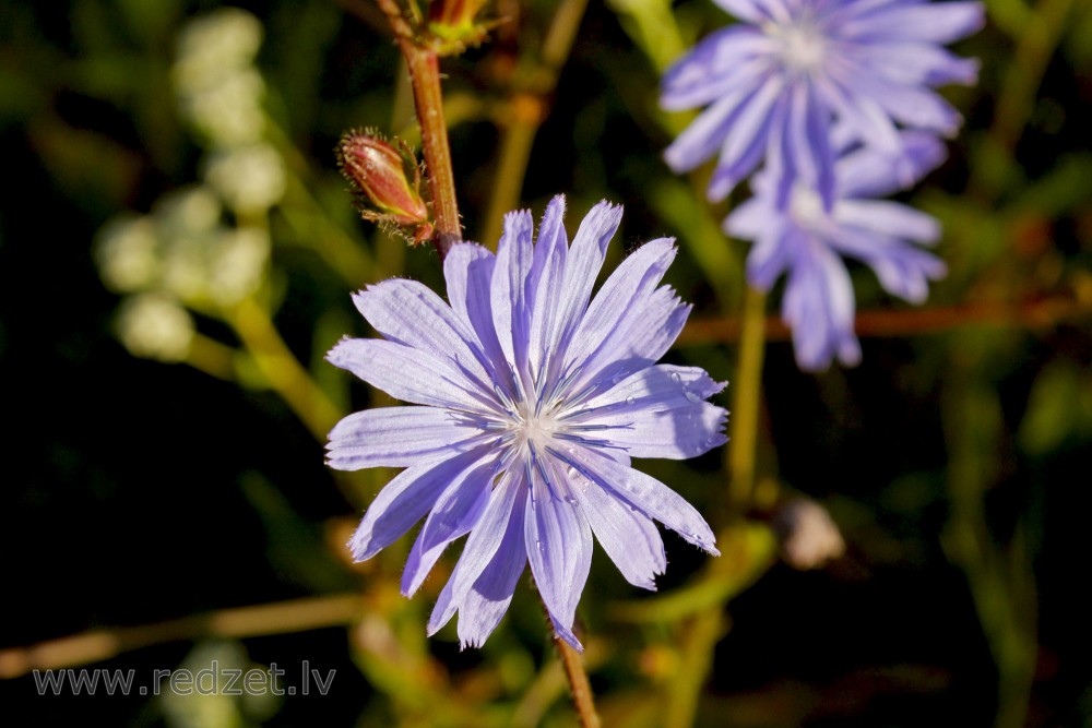 Common chicory