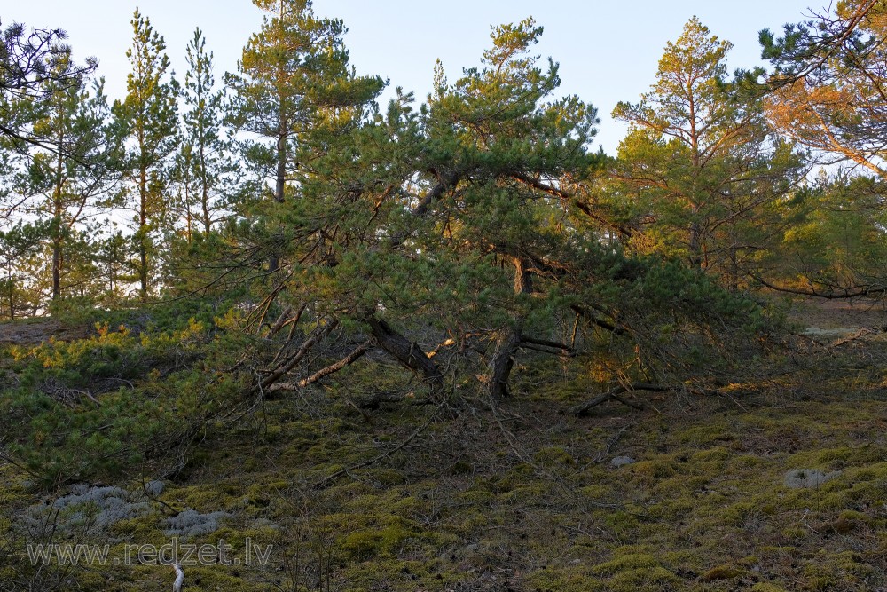 Pine Near the Sea