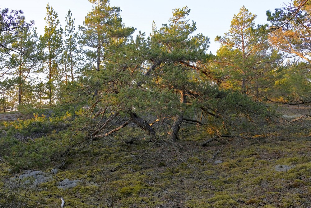 Dvīņu priedes tuvu jūrai Dvīņu priedes tuvu jūrai