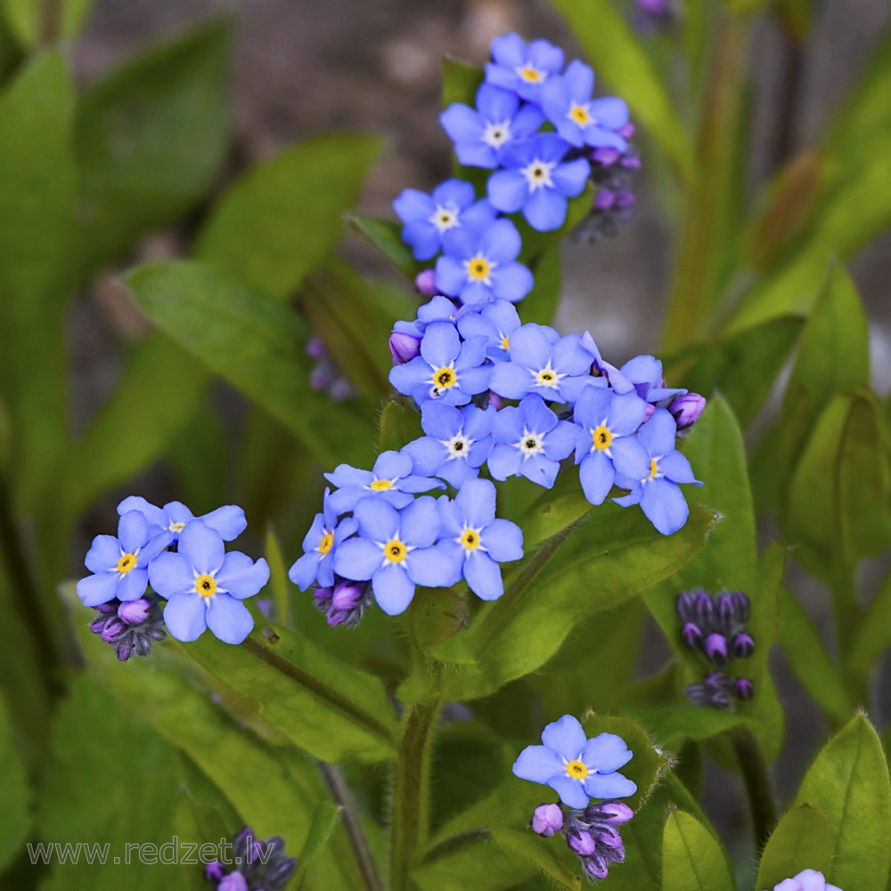 Wood forget-me-not