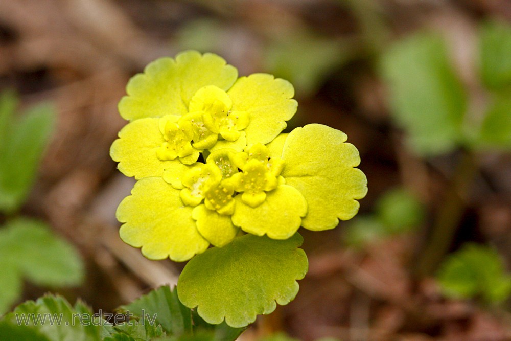 Close up of Chrysosplenium alternifolium