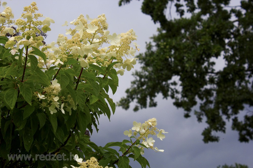 Panicled Hydrangea 'Kyushu'